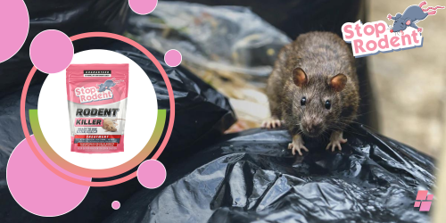 Quali sono i segreti dell'efficacia dei Veleno per topi nella lotta contro i roditori?