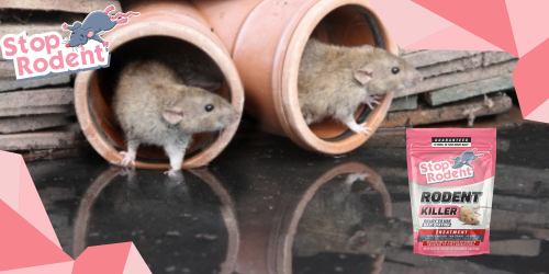 I vantaggi dell’utilizzo di un prodotto per il controllo dei roditori rispettoso dell’ambiente come “Veleno per topi”