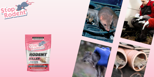 Le precauzioni essenziali da adottare quando si utilizza il prodotto antiroditore Veleno per topi