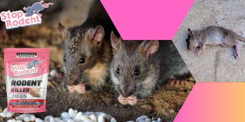 Veleno per topi : Conoscere la normativa vigente sui prodotti antiroditori